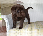 Small #1 Labrador Retriever