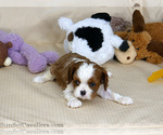 Small Photo #1 Cavalier King Charles Spaniel Puppy For Sale in MARRIOTT SLATERVILLE, UT, USA