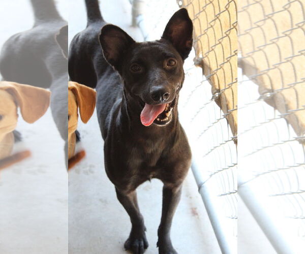 Medium Photo #2 Labrador Retriever-Unknown Mix Puppy For Sale in El Centro, CA, USA