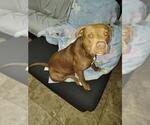 Small American Staffordshire Terrier Mix
