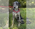 Small #1 Catahoula Leopard Dog Mix