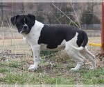 Small Photo #8 Alapaha Blue Blood Bulldog Puppy For Sale in MARBLE FALLS, AR, USA