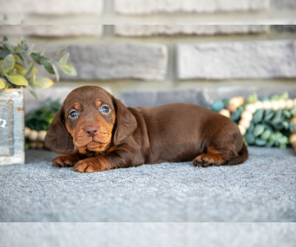 Medium Photo #6 Dachshund Puppy For Sale in TOPEKA, IN, USA