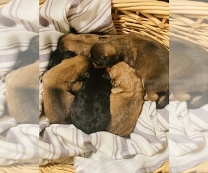 Rottweiler-Siberian Husky Mix Puppy for sale in IRON MOUNTAIN, MO, USA