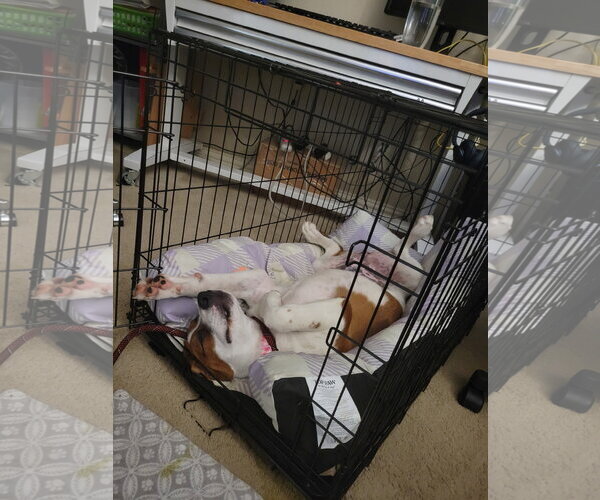 Medium Photo #3 Boxer-Pointer Mix Puppy For Sale in Missouri City, TX, USA