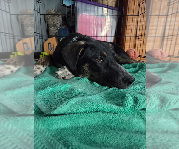 Medium Photo #13 German Shepherd Dog-Unknown Mix Puppy For Sale in Lakewood, CO, USA