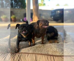 Father of the Brussels Griffon puppies born on 08/10/2024