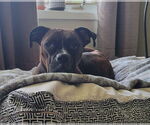 Small #2 Boxer