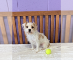 Small #2 Havanese Mix