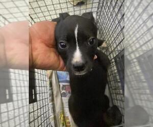 American Pit Bull Terrier Dogs for adoption in Pasadena, TX, USA