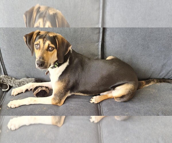 Medium Photo #26 Treeing Walker Coonhound-Unknown Mix Puppy For Sale in Germantown, OH, USA
