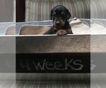 Small Photo #29 Doberman Pinscher Puppy For Sale in SCAPPOOSE, OR, USA