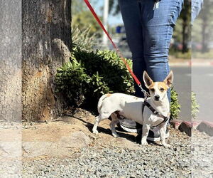 Jack Chi Dogs for adoption in Visalia, CA, USA