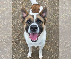Akita-Collie Mix Dogs for adoption in Anniston, AL, USA