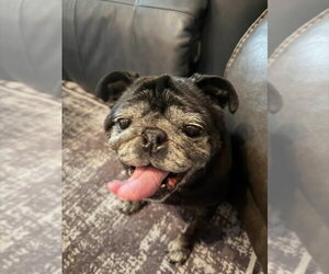 Pug Dogs for adoption in Indianapolis, IN, USA