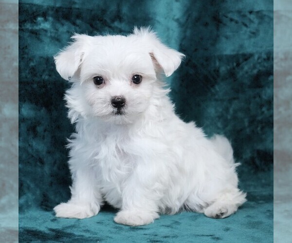 Medium Photo #1 Maltese Puppy For Sale in ROCK VALLEY, IA, USA