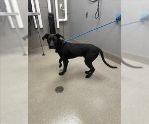Labrador Retriever-Unknown Mix Dogs for adoption in Las Vegas, NV, USA