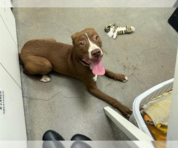 Medium Photo #1 Bearded Collie-Labrador Retriever Mix Puppy For Sale in Berkeley , CA, USA