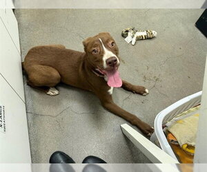 Bearded Collie-Labrador Retriever Mix Dogs for adoption in Berkeley , CA, USA