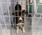 PUMPKIN - Female Great Pyrenees-Unknown Mix Dog for Adoption - Small photo