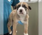 Small American Staffordshire Terrier Mix
