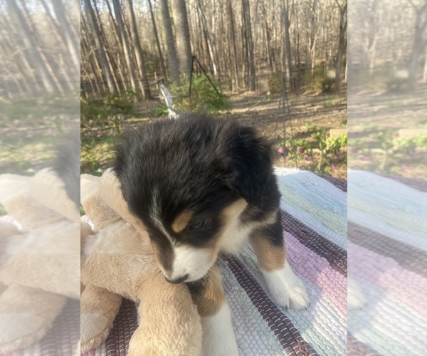 Medium Photo #4 Australian Shepherd Puppy For Sale in FARMVILLE, VA, USA
