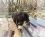 Small Photo #4 Australian Shepherd Puppy For Sale in FARMVILLE, VA, USA