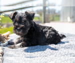 Small Photo #13 Schnauzer (Miniature) Puppy For Sale in BALTIC, OH, USA