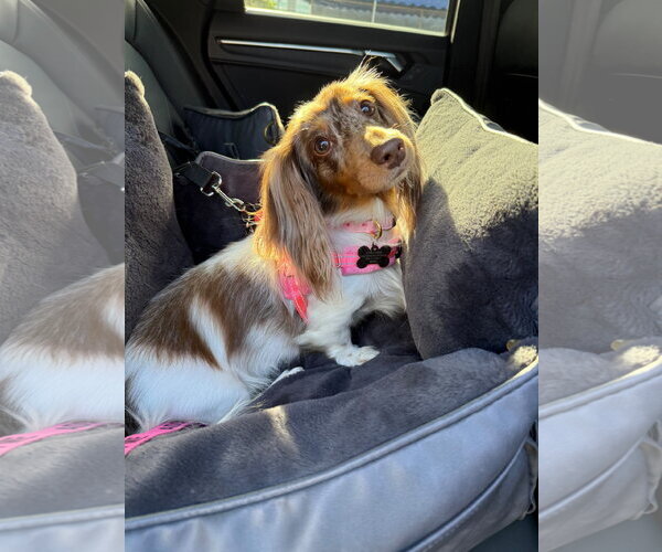 Medium Photo #3 Dachshund Puppy For Sale in Fruitland, SC, USA