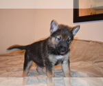 Small Photo #8 Alaskan Malamute-German Shepherd Dog Mix Puppy For Sale in WHITE CITY, OR, USA
