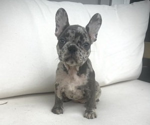 French Bulldog Puppy for Sale in LEBANON, Tennessee USA