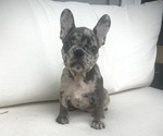 Small French Bulldog