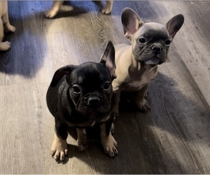 French Bulldog Puppy for sale in KANSAS CITY, KS, USA