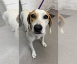 Small Beagle Mix