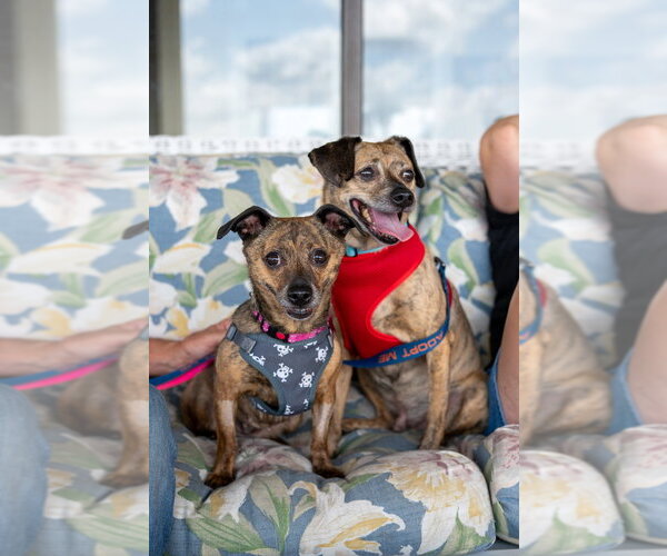 Medium Photo #4 Chihuahua-Unknown Mix Puppy For Sale in Mundelein, IL, USA