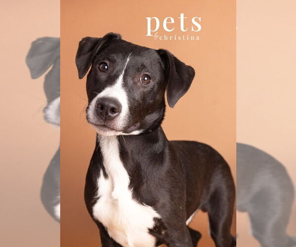 Medium Photo #15 American Pit Bull Terrier-Australian Shepherd Mix Puppy For Sale in Foristell, MO, USA