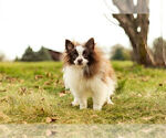 Small Photo #6 Pomeranian Puppy For Sale in WARSAW, IN, USA