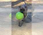 Small #5 American Pit Bull Terrier-Bulldog Mix