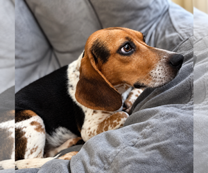 Gemma - Female Beagle Dog for Adoption - Photo #3