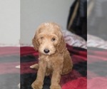 Small #16 Goldendoodle