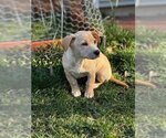 Small Photo #5 Labrador Retriever Puppy For Sale in Holly Springs, NC, USA