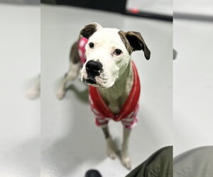 Bulldog-Unknown Mix Dogs for adoption in Temple, TX, USA