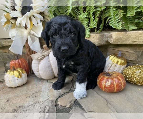 Medium Photo #11 Goldendoodle Puppy For Sale in CUMMING, GA, USA