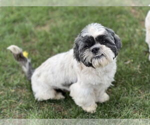 Shih Tzu Dogs for adoption in Phoenix, AZ, USA