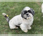 Small Shih Tzu