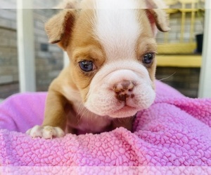 English Bulldog Puppy for sale in BURLESON, TX, USA
