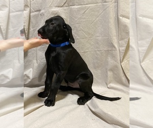 Labrador Retriever Puppy for sale in LAKEVILLE, MN, USA