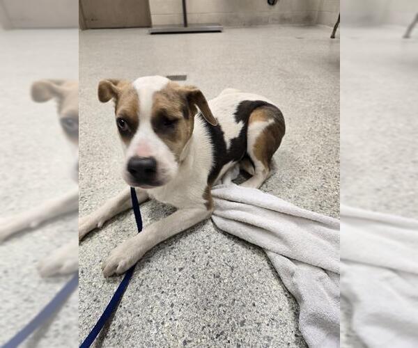 Medium Photo #1 Labrador Retriever-Unknown Mix Puppy For Sale in Conroe, TX, USA