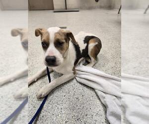 Labrador Retriever-Unknown Mix Dogs for adoption in Conroe, TX, USA