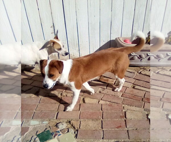 Medium Photo #5 Mutt Puppy For Sale in Apple Valley, CA, USA